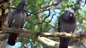 Les Pigeons du square